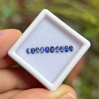 0,91ct/ 10Pcs Natural Blue Sapphire Viet Nam. Cushion & Oval Shape. No Treatment Sapphire Luc Yen.