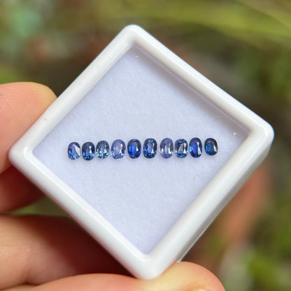 0,91ct/ 10Pcs Natural Blue Sapphire Viet Nam. Cushion & Oval Shape. No Treatment Sapphire Luc Yen.